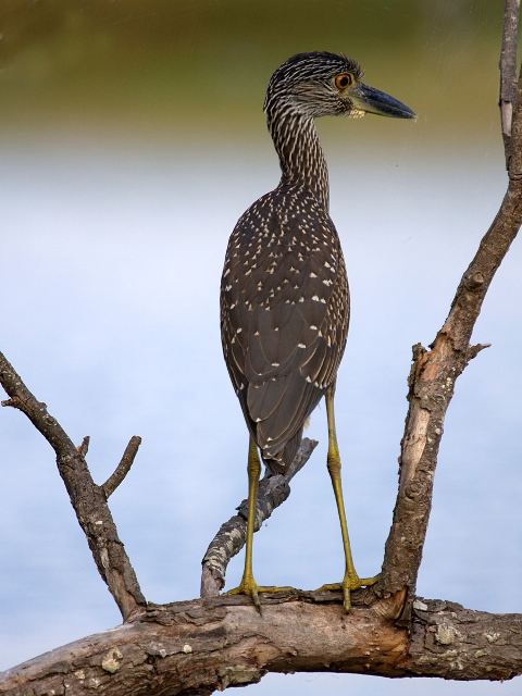Yellow-crowned Night-Heron